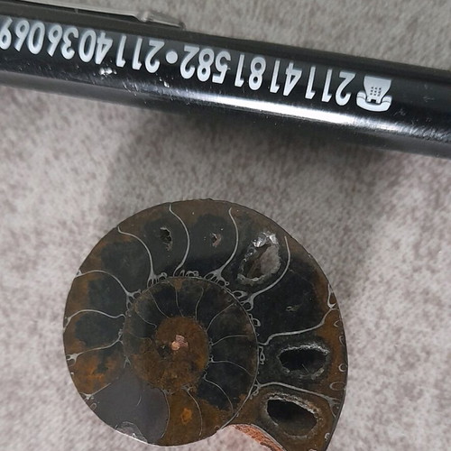 Ammonite fossil used with hole for jewelry