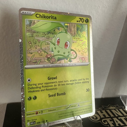 Pokémon Promo Set Totodile Chikorita Tepig new condition