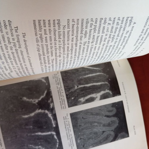 Journal of Medical Microbiology used, volume 3 number 2 May 1970