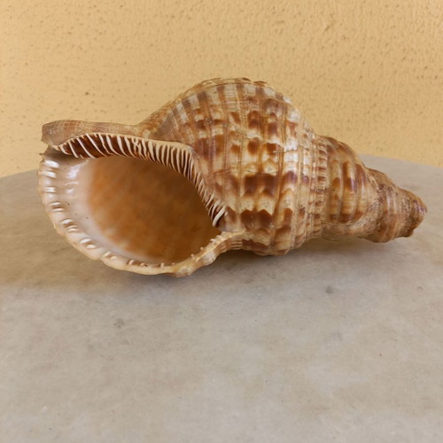 Natural shell used, 24 cm long with damage