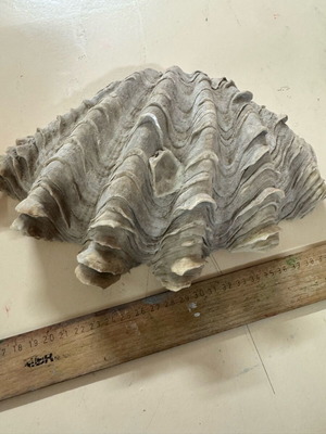 Large seashells used, set of two