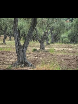 Ελαιώνας 8.000 τ.μ. στην Πορταριά Χαλκιδικής