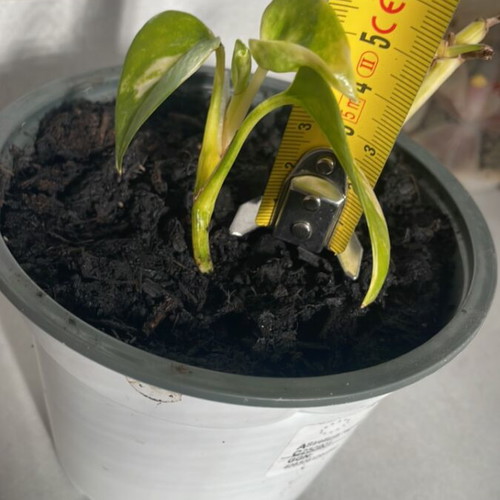 Pothos climbing plant new, indoor