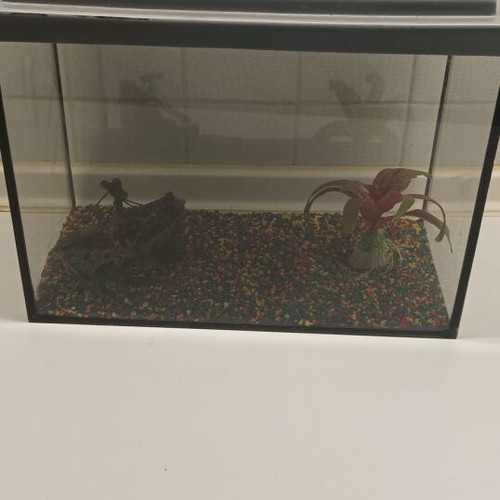 Aquarium for two goldfish with glass cleaner gift