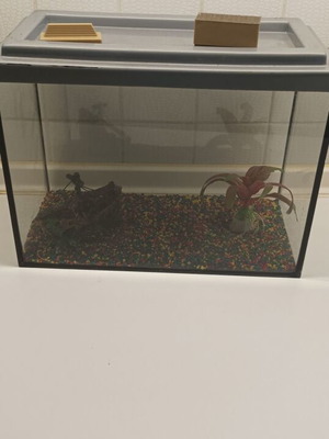 Aquarium for two goldfish with glass cleaner gift