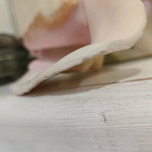 Large natural shell like new