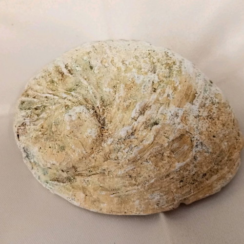 Abalone natural shell used with beautiful natural shades