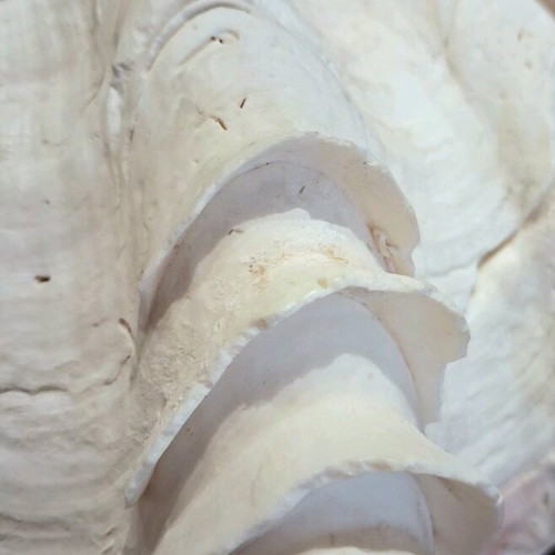 Κοχύλι Γιγάντια Αχιβάδα Σαν Καινούργιο (Tridacna Squamosa)