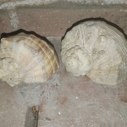 Large vintage natural sea shells Rapana from Black Sea, set of 2