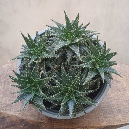 Aloe Humilis succulent in nursery pot
