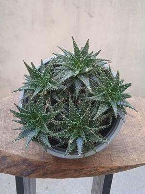 Aloe Humilis παχύφυτο σε γλαστράκι φυτωρίου