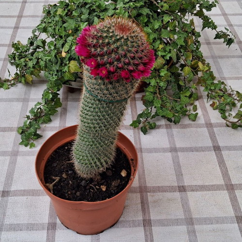 Cactus No.14 used, height 25 cm