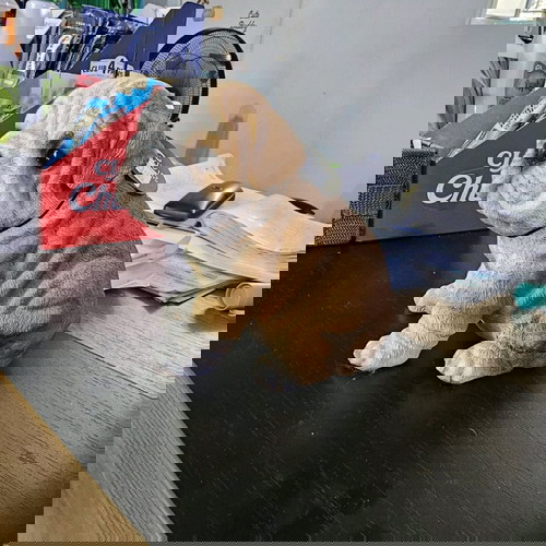 Διακοσμητικό ομοίωμα σκύλου από ρητίνη