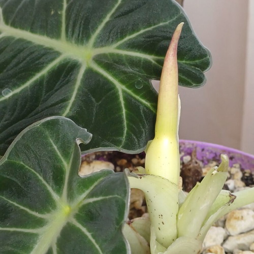 Alocasia Black Velvet plant, ready to bloom, 25cm height