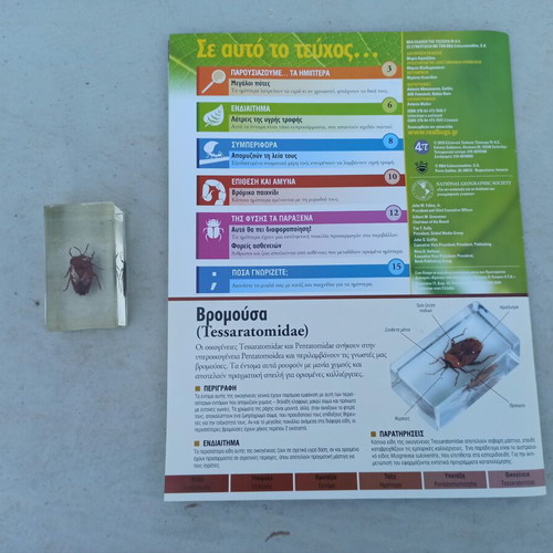 National Geographic Stink Bug collectible like new with book and label