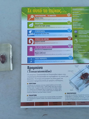 National Geographic Stink Bug collectible like new with book and label