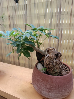 Schefflera Bonsai Root Over Rock New