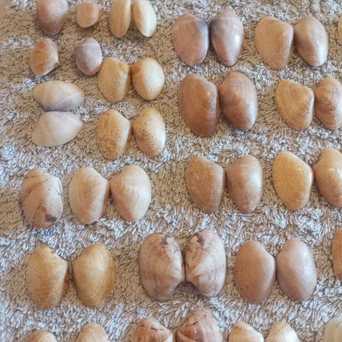 Natural butterfly-type seashells and rare oysters for decoration