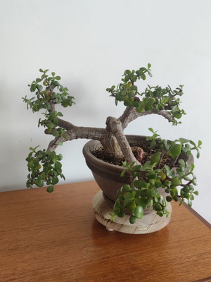 Bonsai Portulacaria, 7 years old, healthy