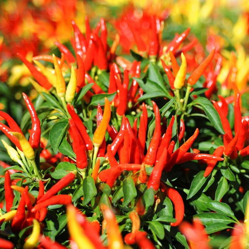 Bolivian Rainbow chili pepper seeds, pack of 25, decorative and spicy