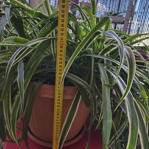Spider Plant Chlorophytum comosum new with many offshoots