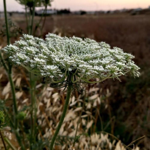 Wild Carrot Seeds Daucus carota, pack of 20