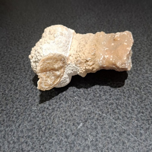 Fossilized Horn Coral with Calcite Crystals like new, 545g