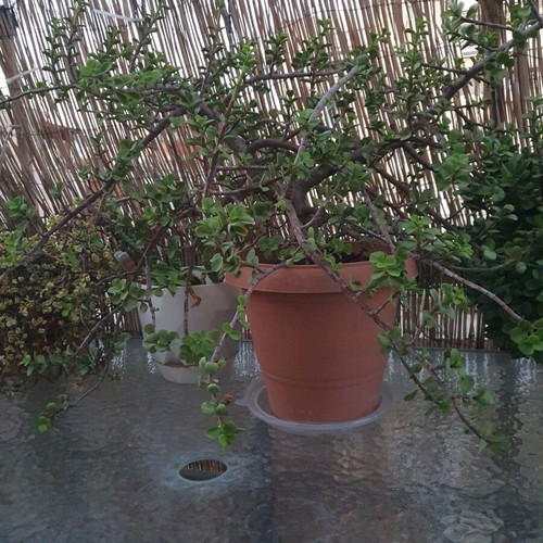 Jade plant with new blooms, healthy
