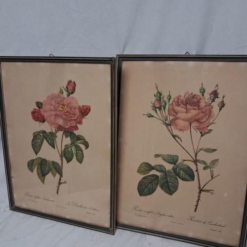 Pair of old botanical engravings Redouté Les Roses used, 31x41 cm