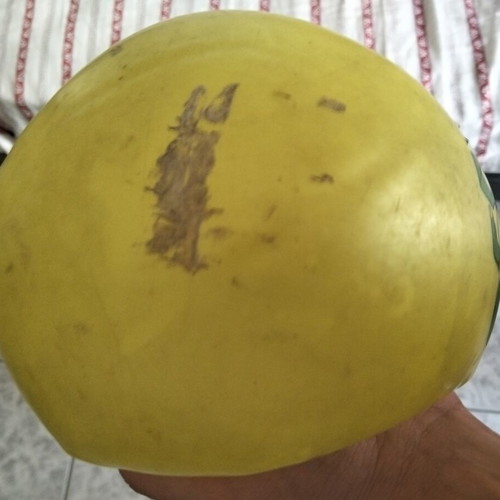 Dinosaur ball used