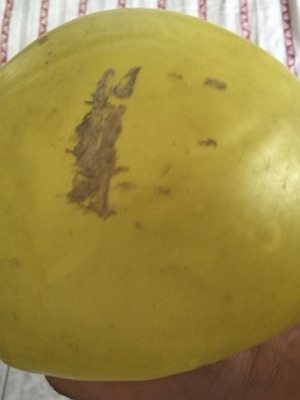 Dinosaur ball used