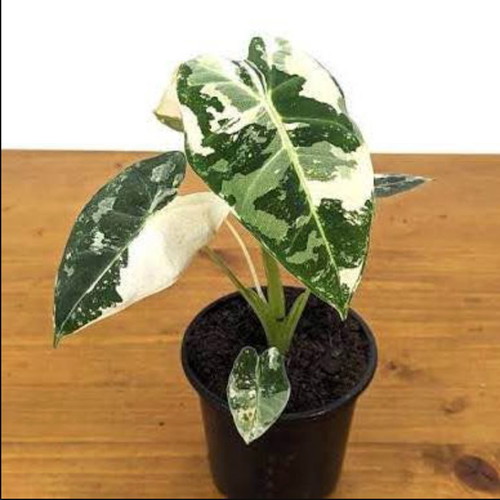 Alocasia Frydek Variegata new rooted plant