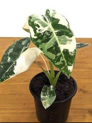 Alocasia Frydek Variegata new rooted plant