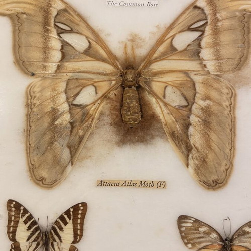 Vintage Insect Taxidermy Display with Real Exotic Butterfly Collection used