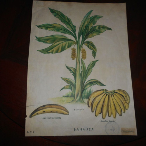 School posters flowers and bananas used, set of 2, 33x40cm