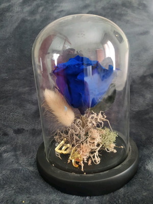 Natural rose used in glass dome