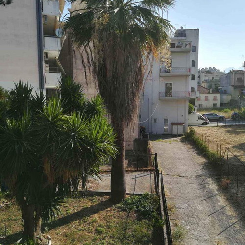 Palm tree 40 years old new