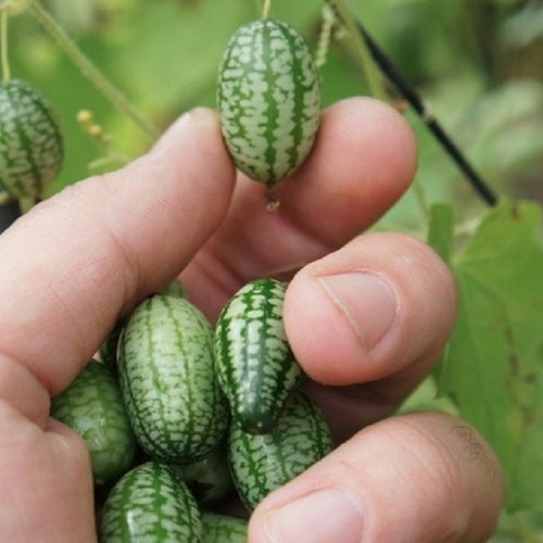 Cucamelon Mexican Mini Melon Cucumber Seeds, rare climbing plant