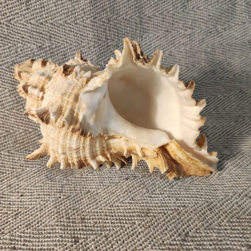 Murex Ramosus seashell like new, 16x12x9 cm