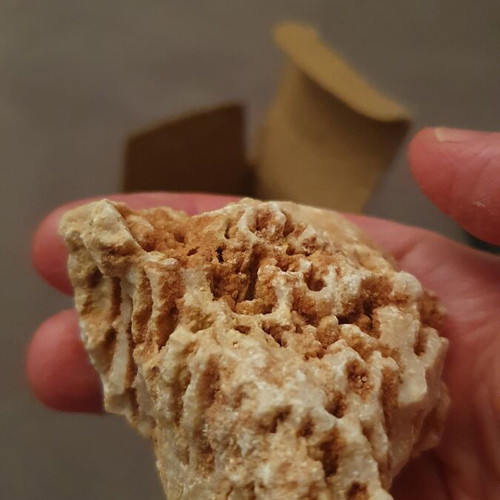 Fossilized coral from Northern Evros new, in box