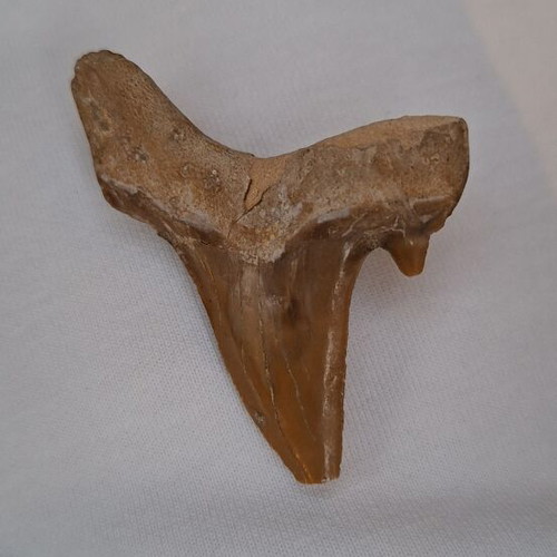 Fossilized shark tooth from Morocco