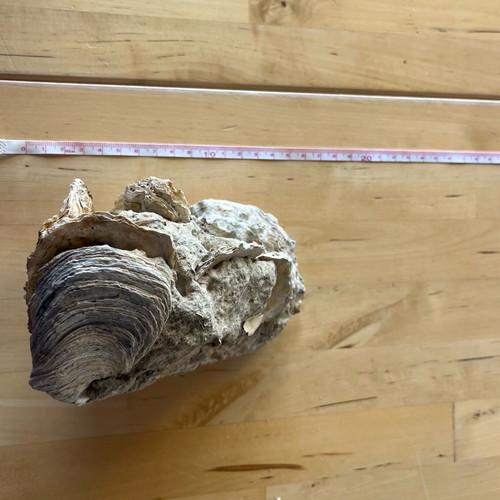 Avia Messinia fossil cluster refurbished