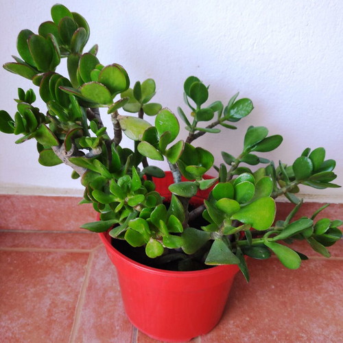 Crassula plant new for indoor and outdoor use