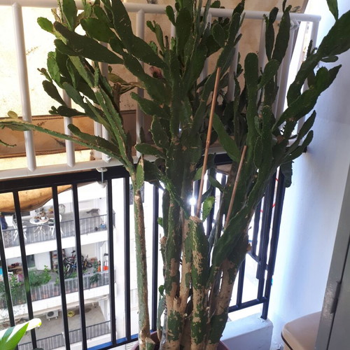 Cactus plant height 1.60m new