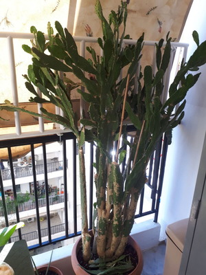Cactus plant height 1.60m new