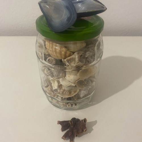 Vase with shells and coral like new for decoration