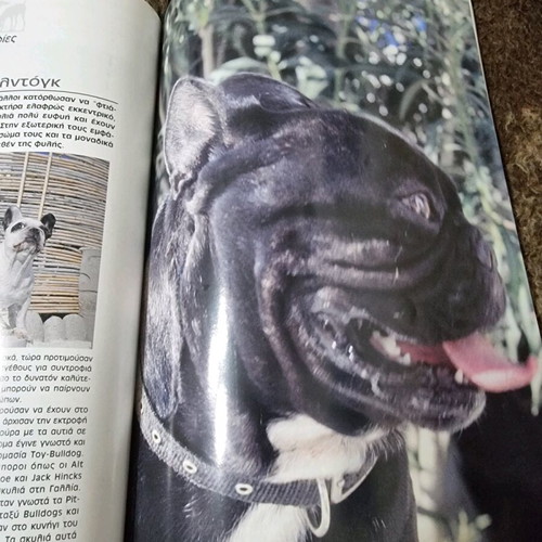 Magazine Vlemma of the half-breed and purebred like new