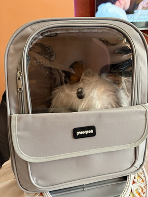 Morpet Pet Carrier Bag with Transparent Window, Grey