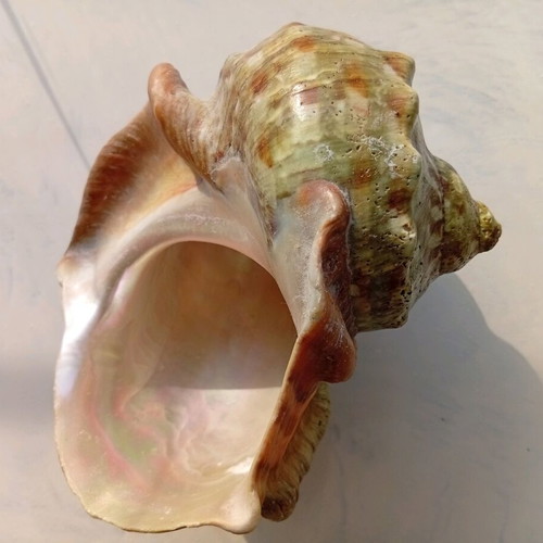 Pearl turban sea shell like new, size 16/16 cm