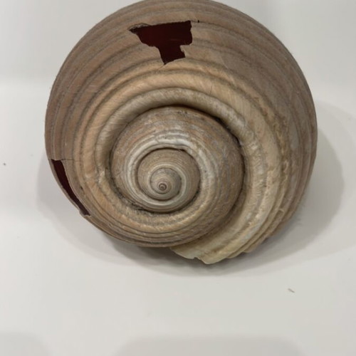 Tonna shell used, 10x13x15cm, with 2 holes